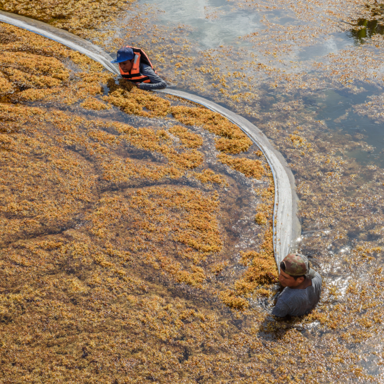 Networking Friday Special Thematic Session on Sargassum