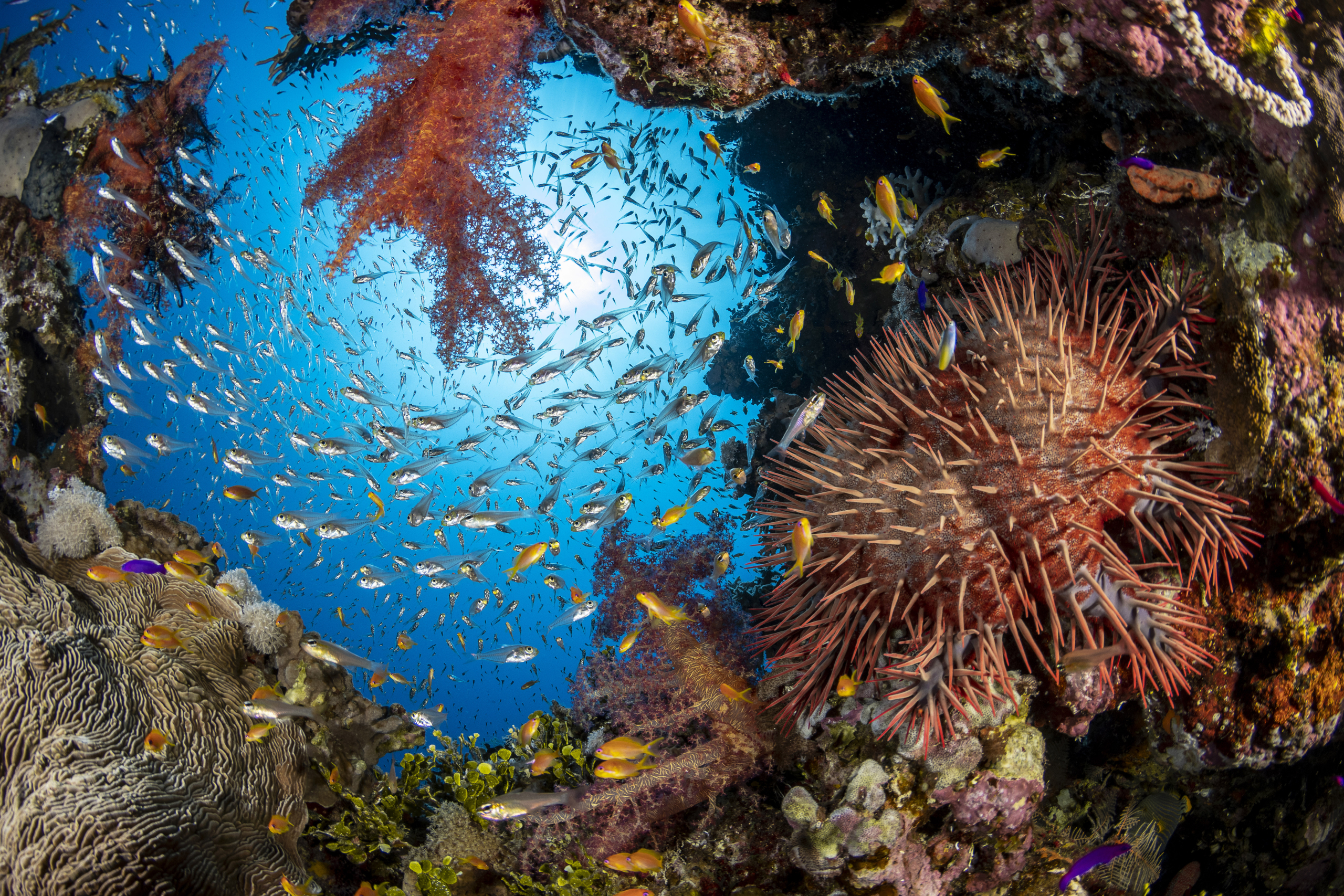 A New Vision for the Protection and Restoration of Ecosystems and Biodiversity