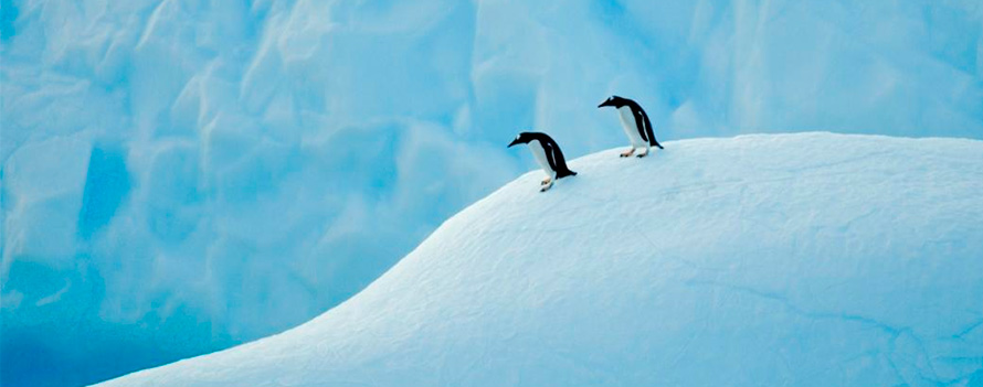 FAPESP launches Call for Innovative Program for South Atlantic and Antarctic Research