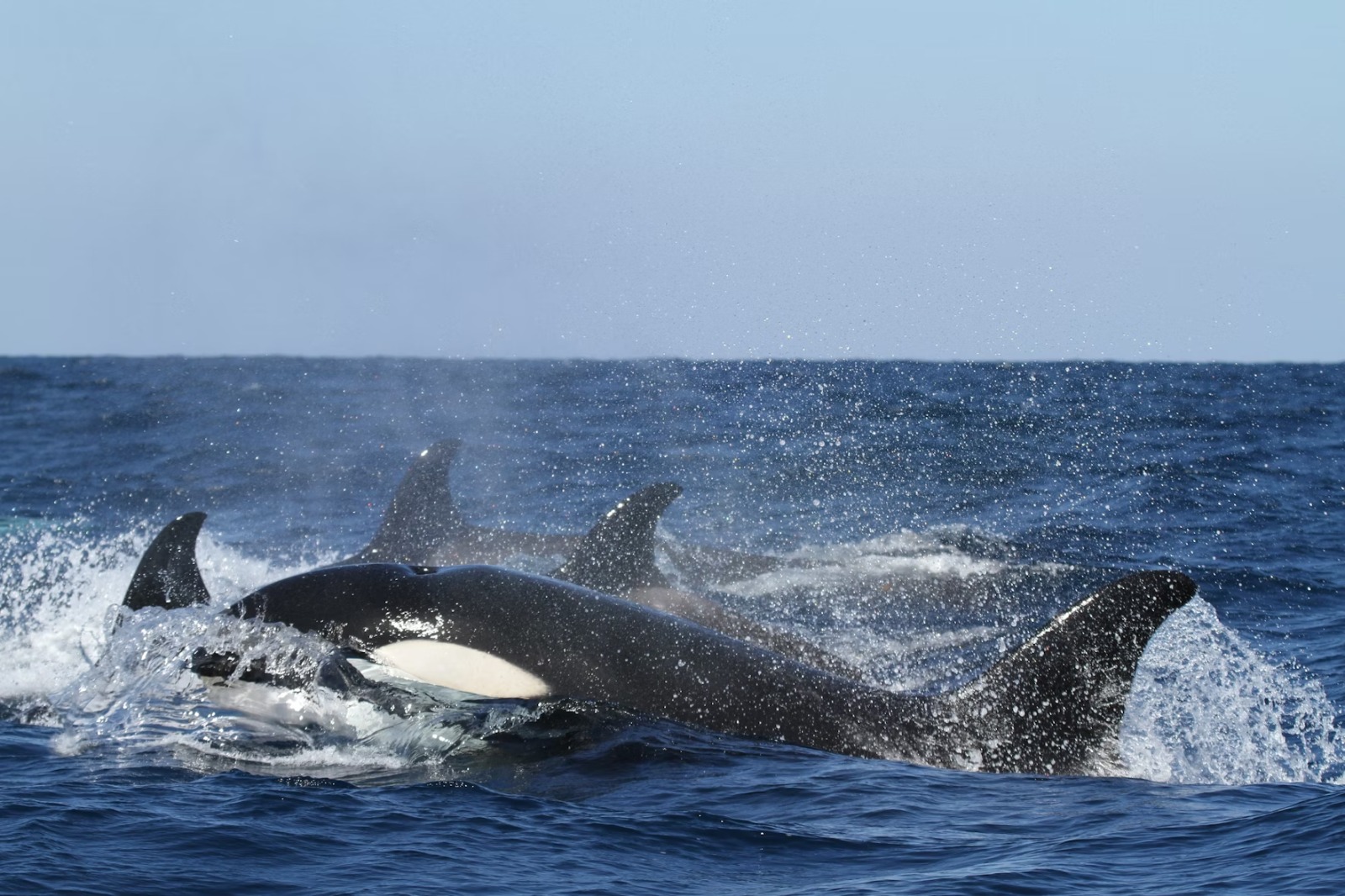 Open Call for the Atlantic Whale Deal Workshop on Marine Animal Movement Analysis