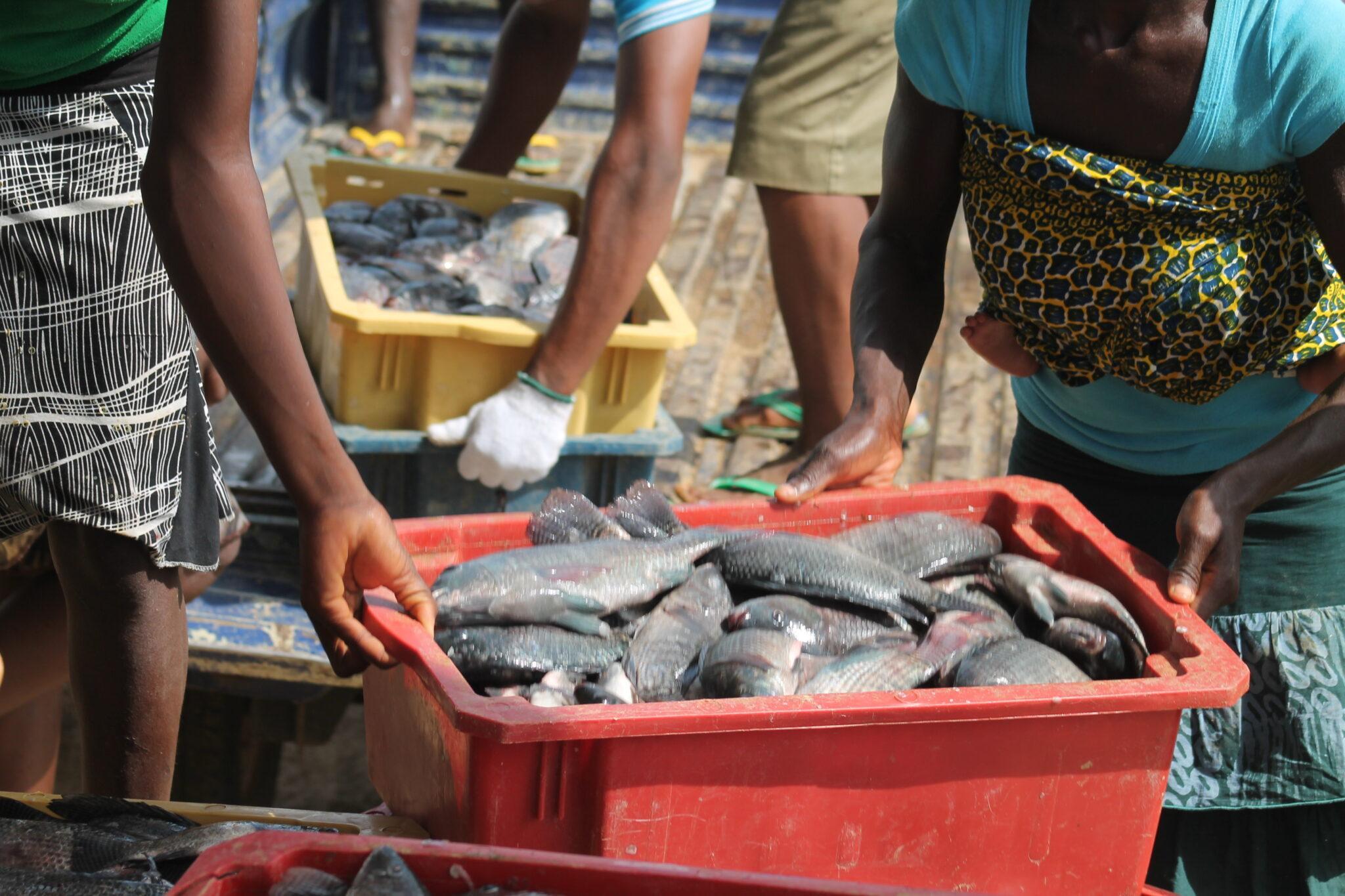 AIR Centre Nigeria and FISON launch strategic collaboration to advance sustainable fisheries