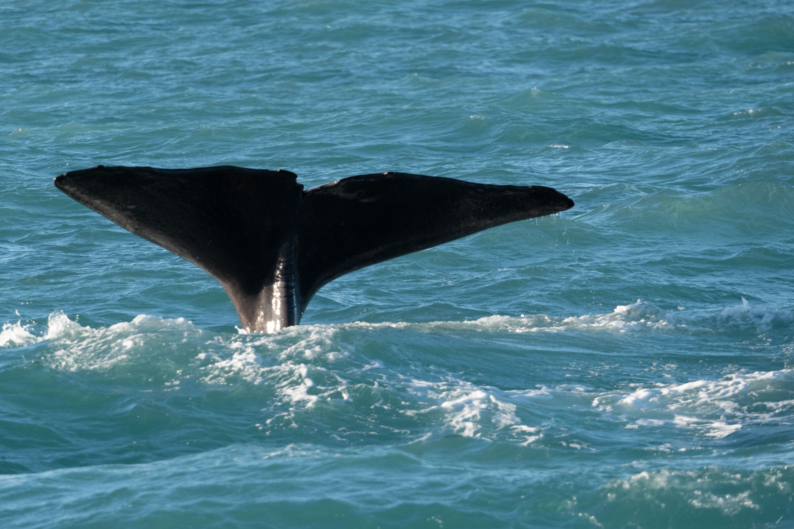 The World’s First Reserve for Sperm Whales
