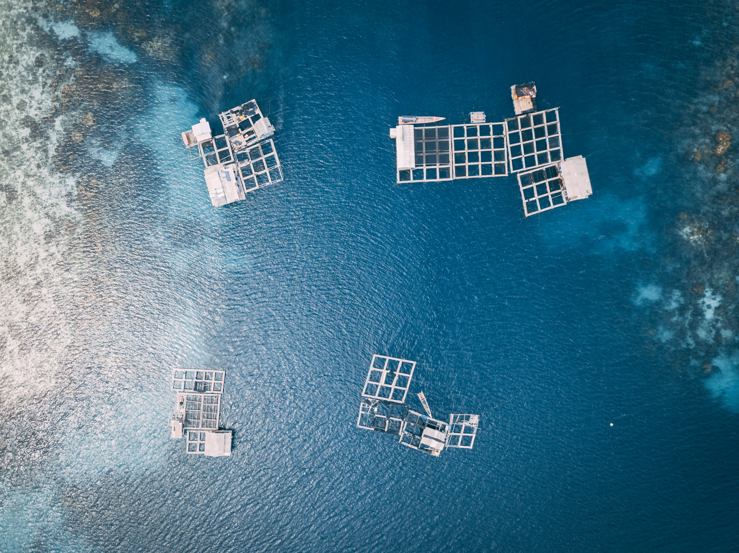 Atlantic Aquaculture Forum returns for 2025’s edition bringing together aquaculture international experts to the Azores