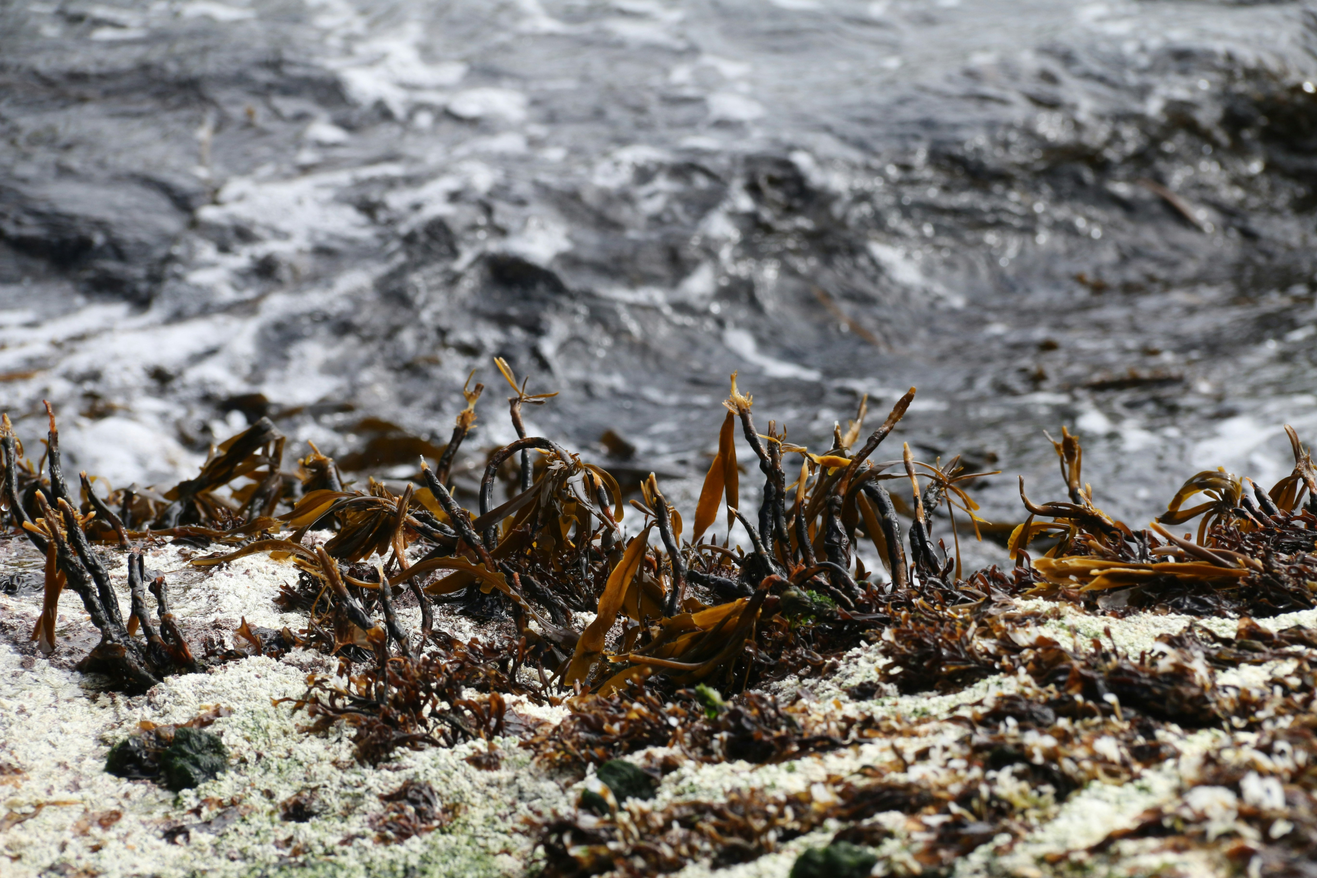 AIR Centre contributes to EU Efforts on regenerative aquaculture and marine biodiversity