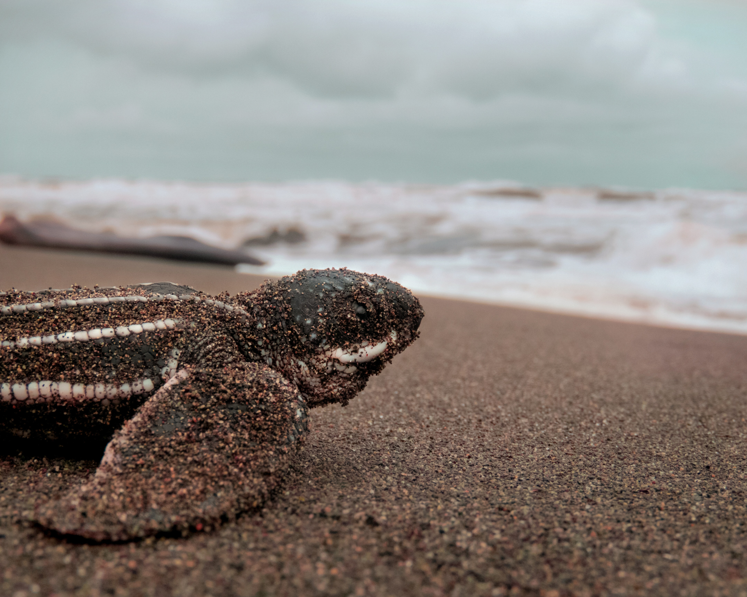 New Study Reveals How Temperature Impacts Leatherback Sea Turtle Hatchlings