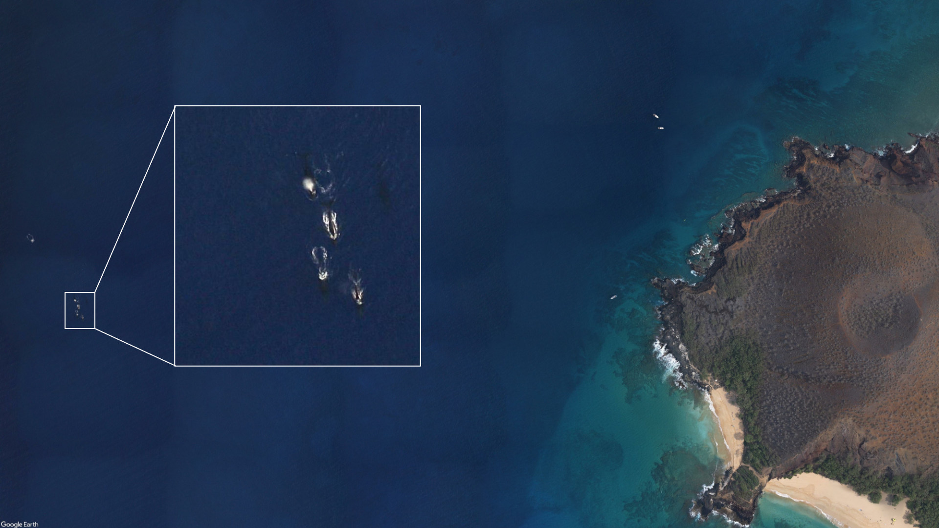AIR Centre to present Satellite Whale Monitoring at NEREUS Symposium