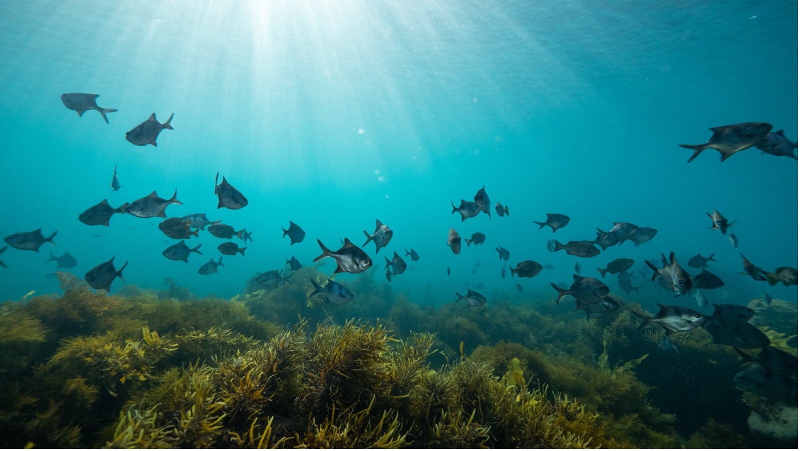 Call for Decade Actions No. 08/2024 now open: Mobilizing Initiatives for Ocean Sustainability