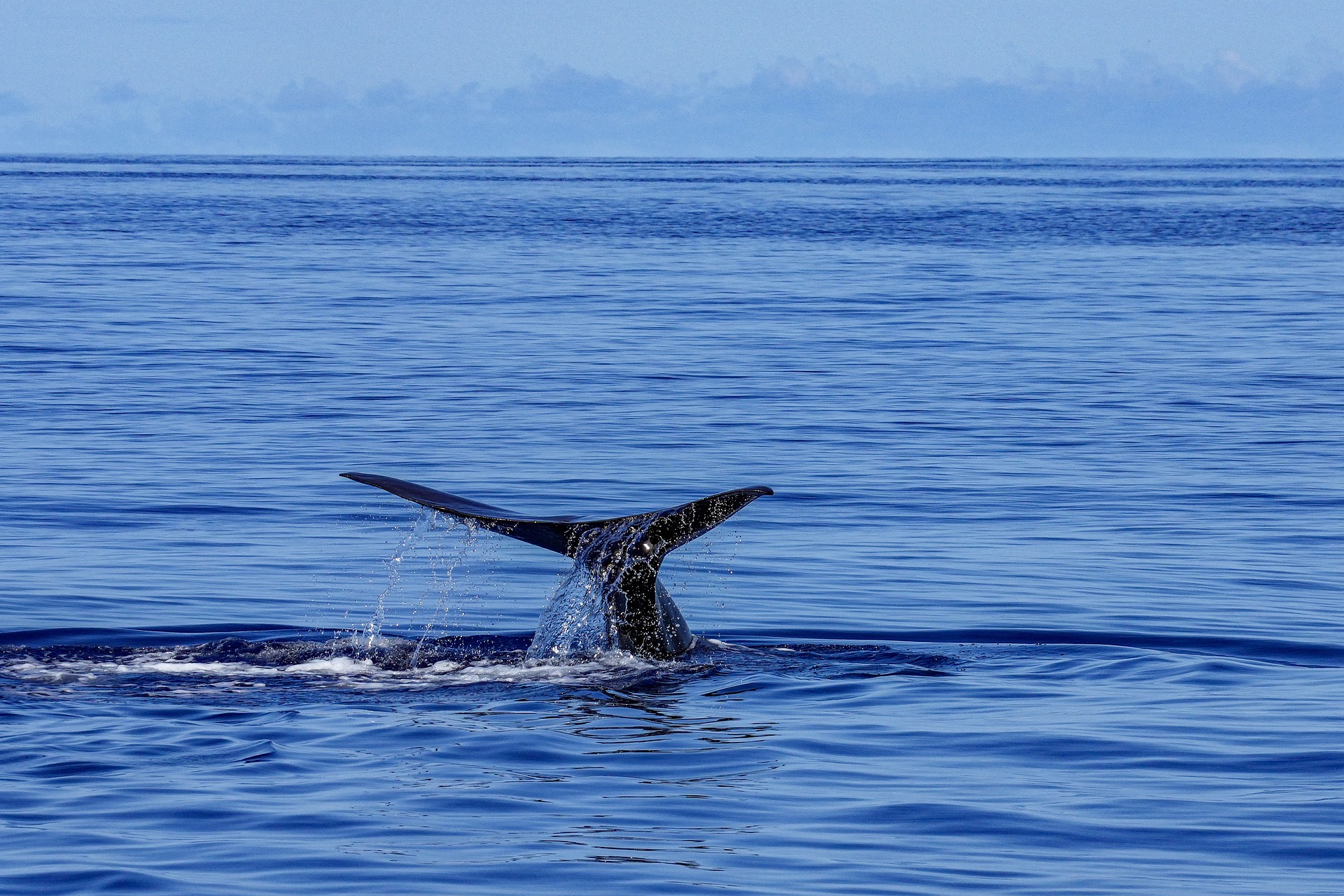 The Azores makes history by establishing Largest Marine Protected Area Network in North Atlantic
