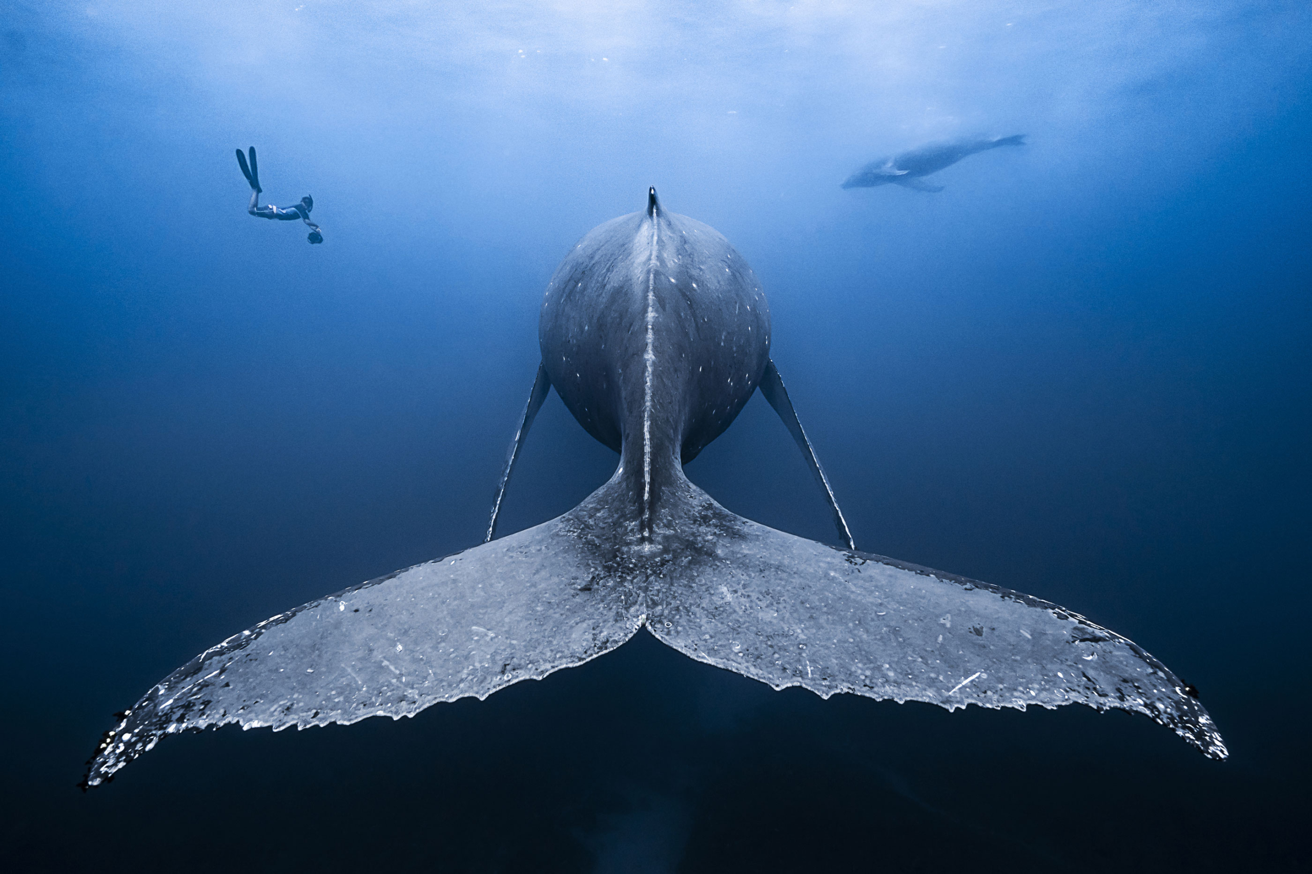 Marine life observations