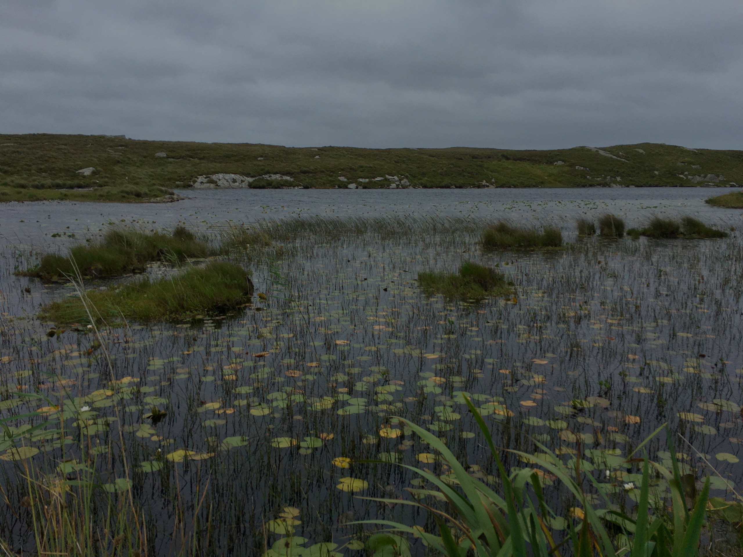 ONWARD WEBINAR 09- Water monitoring: diagnostic tools for the future